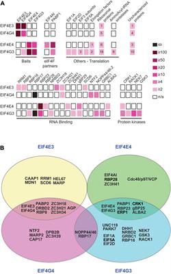 Distinct mRNA and protein interactomes highlight functional differentiation of major eIF4F-like complexes from Trypanosoma brucei